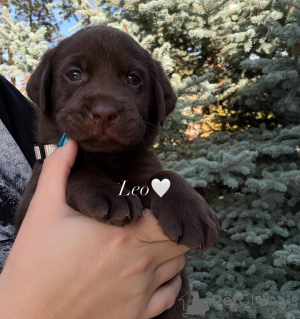 Foto №1. labrador retriever - zum Verkauf in der Stadt Zürich | verhandelt | Ankündigung № 178543