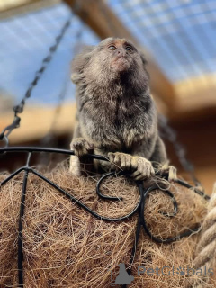 Foto №1.  - zum Verkauf in der Stadt Boulogne-Billancourt | verhandelt | Ankündigung № 165461