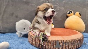 Foto №2 zu Ankündigung № 145096 zu verkaufen welsh corgi - einkaufen Russische Föderation züchter