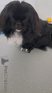Foto №4. Ich werde verkaufen pekingese in der Stadt Wädenswil. züchter - preis - 1400€