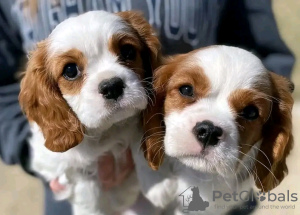 Foto №2 zu Ankündigung № 123827 zu verkaufen cavalier king charles spaniel - einkaufen Finnland quotient 	ankündigung, züchter