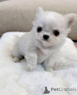 Foto №1.  - zum Verkauf in der Stadt Campbell Town | verhandelt | Ankündigung № 161366