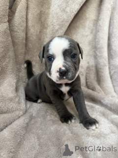 Foto №1. staffordshire bull terrier - zum Verkauf in der Stadt Gällivare | verhandelt | Ankündigung № 169803