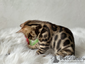 Zusätzliche Fotos: Wunderschöner Bengal-Junge und -Mädchen