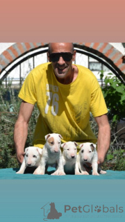 Foto №2 zu Ankündigung № 139008 zu verkaufen american pit bull terrier - einkaufen Serbien 