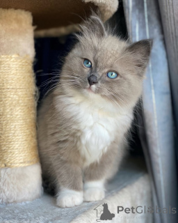 Foto №2 zu Ankündigung № 155561 zu verkaufen ragdoll-katze - einkaufen Niederlande quotient 	ankündigung