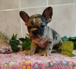 Zusätzliche Fotos: Französische Bulldogge.