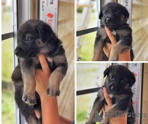 Foto №2 zu Ankündigung № 7276 zu verkaufen mischlingshund - einkaufen Russische Föderation quotient 	ankündigung
