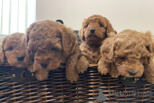 Foto №4. Ich werde verkaufen cavalier king charles spaniel in der Stadt Berlin. züchter - preis - 370€