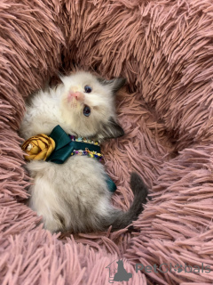 Foto №2 zu Ankündigung № 167408 zu verkaufen ragdoll-katze - einkaufen Österreich züchter