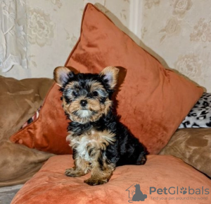 Foto №1. yorkshire terrier - zum Verkauf in der Stadt Alytus | 400€ | Ankündigung № 127590