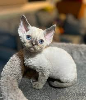 Foto №2 zu Ankündigung № 166332 zu verkaufen devon rex - einkaufen Finnland quotient 	ankündigung, züchter