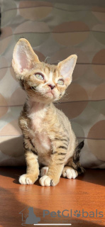 Foto №1. devon rex - zum Verkauf in der Stadt Штутгарт | 350€ | Ankündigung № 121031