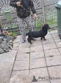 Foto №2 zu Ankündigung № 130501 zu verkaufen dackel - einkaufen Serbien züchter