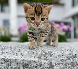 Foto №1. bengal katzenrasse - zum Verkauf in der Stadt Thousand Palms | 303€ | Ankündigung № 114890