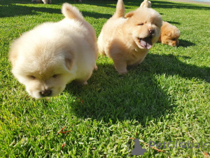 Foto №4. Ich werde verkaufen chow-chow in der Stadt Oklahoma City.  - preis - verhandelt
