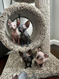 Foto №1. sphynx-katze - zum Verkauf in der Stadt Donzdorf | 350€ | Ankündigung № 150877