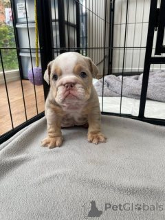 Foto №1. englische bulldogge - zum Verkauf in der Stadt Elva | verhandelt | Ankündigung № 169511