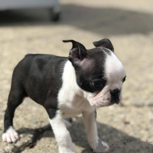 Foto №1. boston terrier - zum Verkauf in der Stadt Дельбрюк | 390€ | Ankündigung № 123263