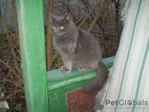 Foto №3. Verkauf von Katzen. Ukraine