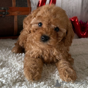 Foto №3. Rüde, 8 Wochen alt, bereit, nach Hause zu gehen. Großbritannien