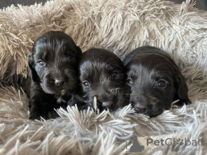 Foto №2 zu Ankündigung № 96954 zu verkaufen english cocker spaniel - einkaufen Finnland quotient 	ankündigung