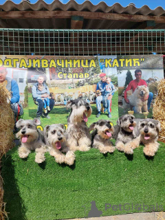 Foto №3. Miniature Schnauzers. Serbien
