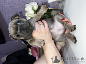 Foto №3. Französische Bulldoggen zu verkaufen. Kasachstan