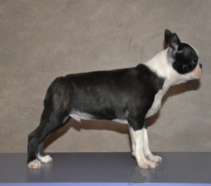 Zusätzliche Fotos: Boston Terrier Welpen zu verkaufen