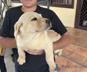 Foto №2 zu Ankündigung № 170566 zu verkaufen labrador retriever - einkaufen Estland züchter