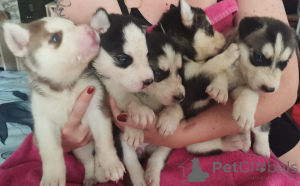 Foto №1. mischlingshund - zum Verkauf in der Stadt Cali | Frei | Ankündigung № 157357