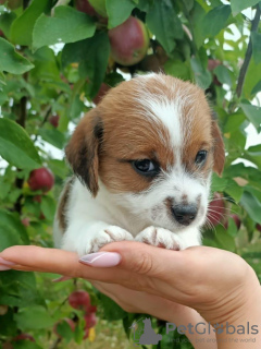 Foto №3. Jack-Russell-Terrier-Welpen. Russische Föderation