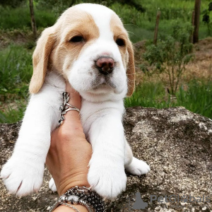 Zusätzliche Fotos: Wunderschöne Beagle-Welpen zu verkaufen