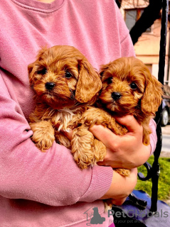 Foto №1. cavalier king charles spaniel - zum Verkauf in der Stadt Zrenjanin | verhandelt | Ankündigung № 103851