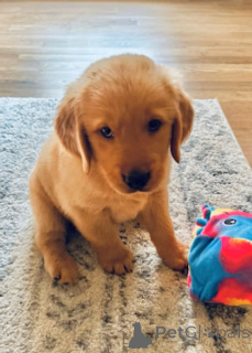 Foto №3. Der Kauf eines Golden Retriever-Welpen. Belgien