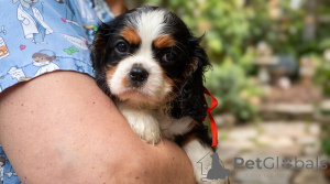 Foto №4. Ich werde verkaufen cavalier king charles spaniel in der Stadt Belgrad. züchter - preis - verhandelt