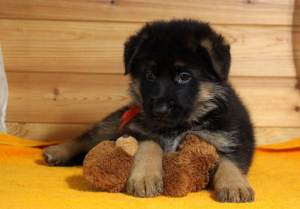 Foto №1. deutscher schäferhund - zum Verkauf in der Stadt Moskau | 511€ | Ankündigung № 2191
