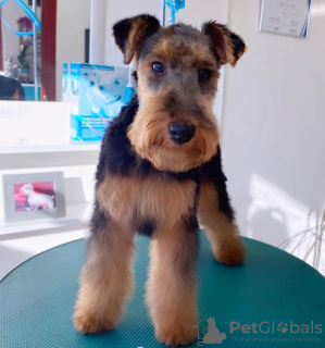 Foto №2 zu Ankündigung № 109368 zu verkaufen welsh terrier - einkaufen Serbien züchter