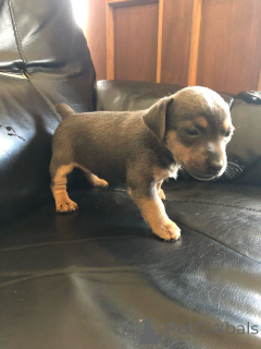 Foto №4. Ich werde verkaufen jack russell terrier in der Stadt Danderyd. quotient 	ankündigung, züchter - preis - 850€