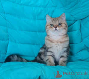 Foto №3. Schottische Kätzchen mit Dokumenten. Russische Föderation