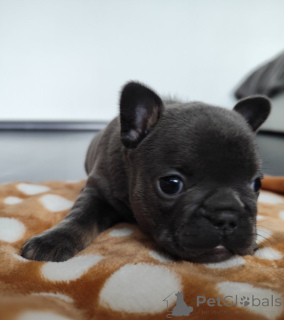 Foto №4. Ich werde verkaufen französische bulldogge in der Stadt Берлингероде. quotient 	ankündigung - preis - 5000€
