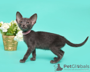 Foto №3. Orientalisches Baby. Russische Föderation