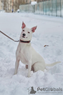 Foto №2 zu Ankündigung № 117578 zu verkaufen mischlingshund - einkaufen Russische Föderation quotient 	ankündigung