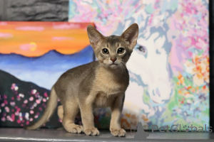 Foto №3. Abessinische Kätzchen. Weißrussland