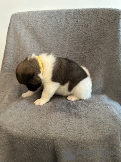 Foto №3. Amerikanische Akita-Welpen. Deutschland