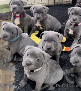 Foto №1. amerikanischer staffordshire terrier - zum Verkauf in der Stadt Košice | verhandelt | Ankündigung № 175835