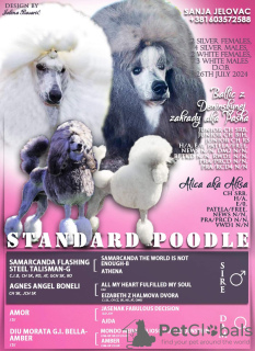 Foto №3. Standard poodle. Serbien