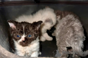 Foto №1. selkirk rex shorthair - zum Verkauf in der Stadt Lüneburg | 350€ | Ankündigung № 169564
