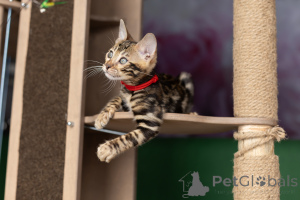 Foto №4. Ich werde verkaufen bengal katzenrasse in der Stadt Minsk. quotient 	ankündigung - preis - 469€