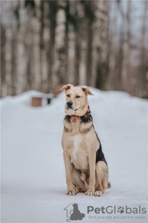 Zusätzliche Fotos: Der wundervolle Hund Denver ist in guten Händen.